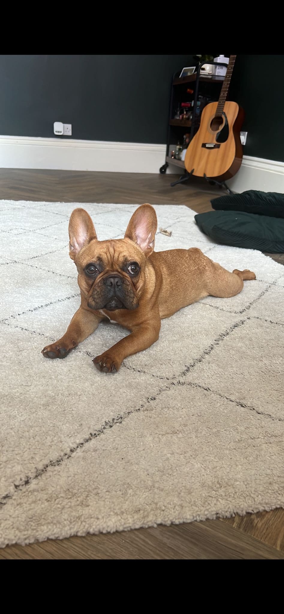 Reggie the French Bulldog